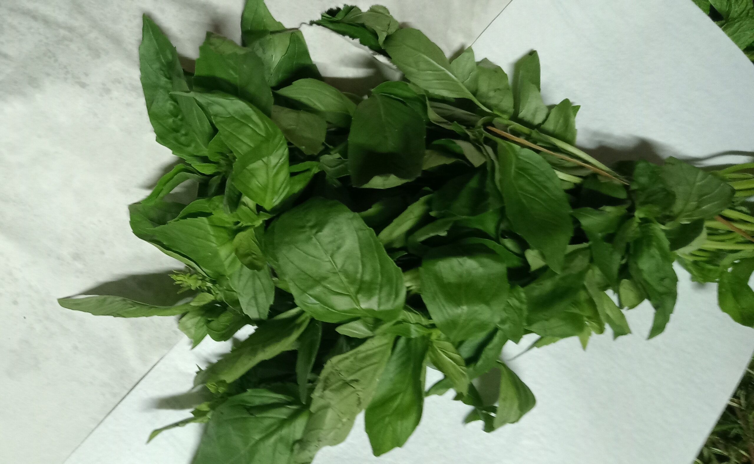 Basil per bunch