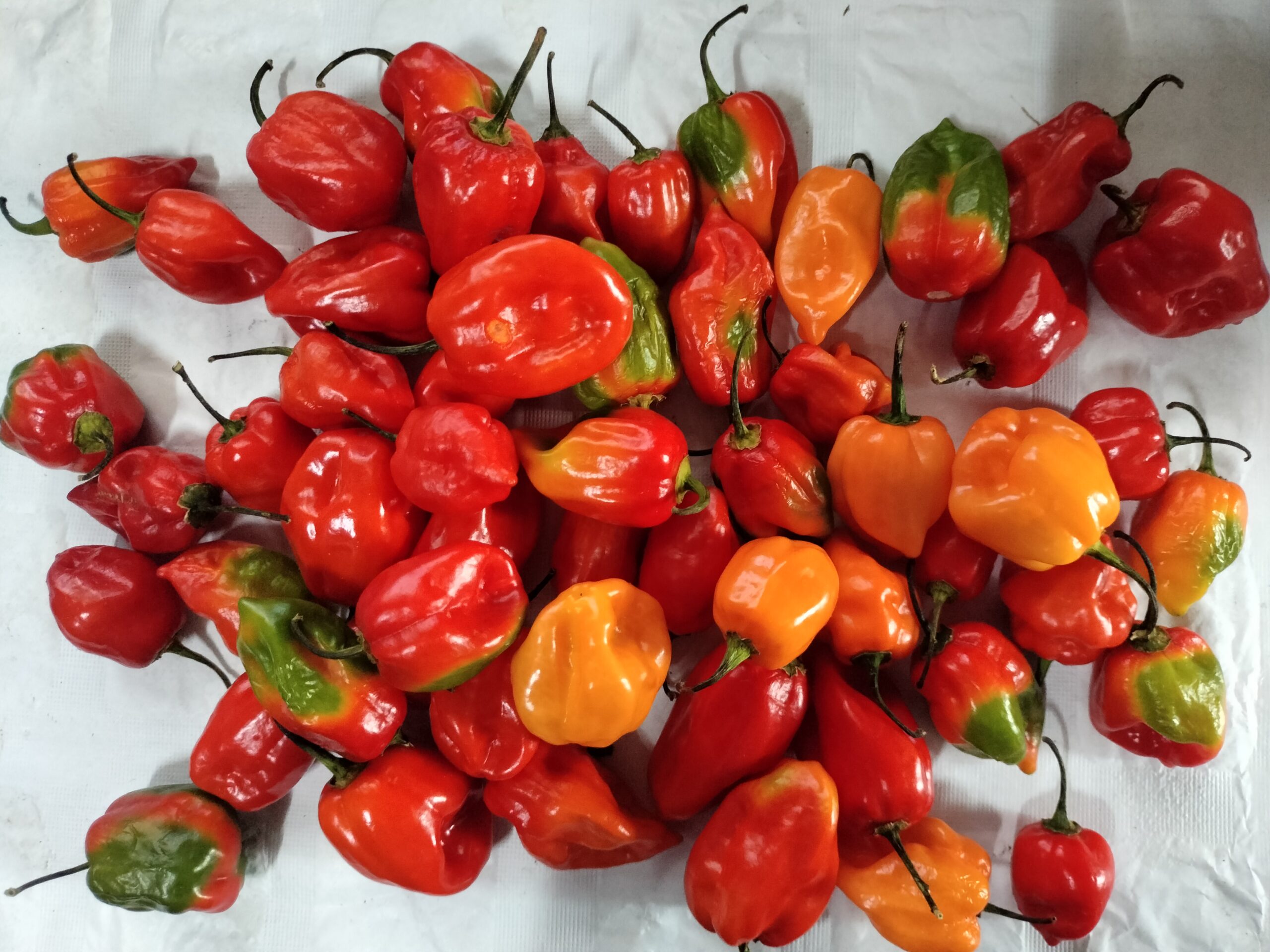 Habanero chillie per kg