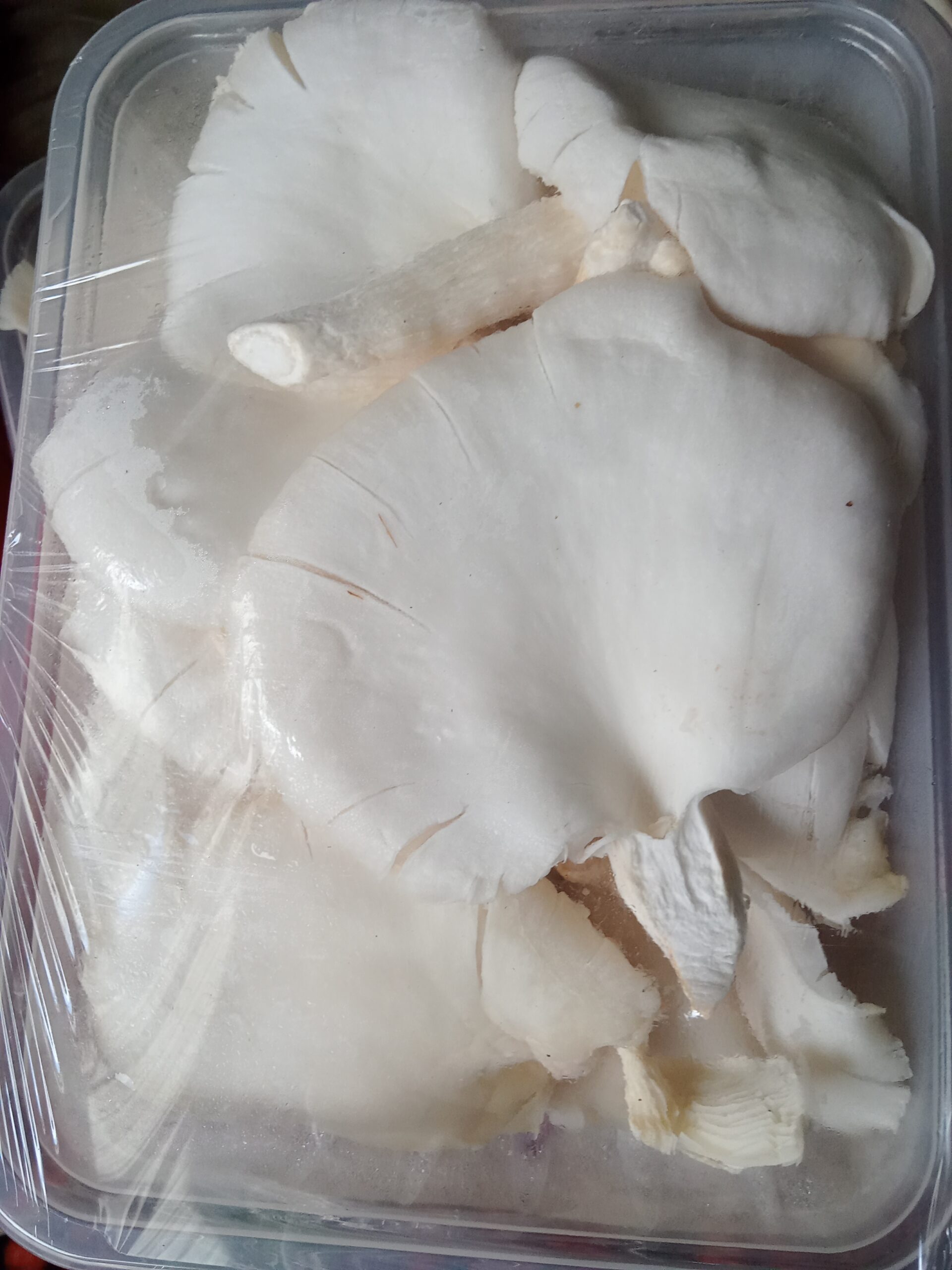 Oyster mushrooms per punnet