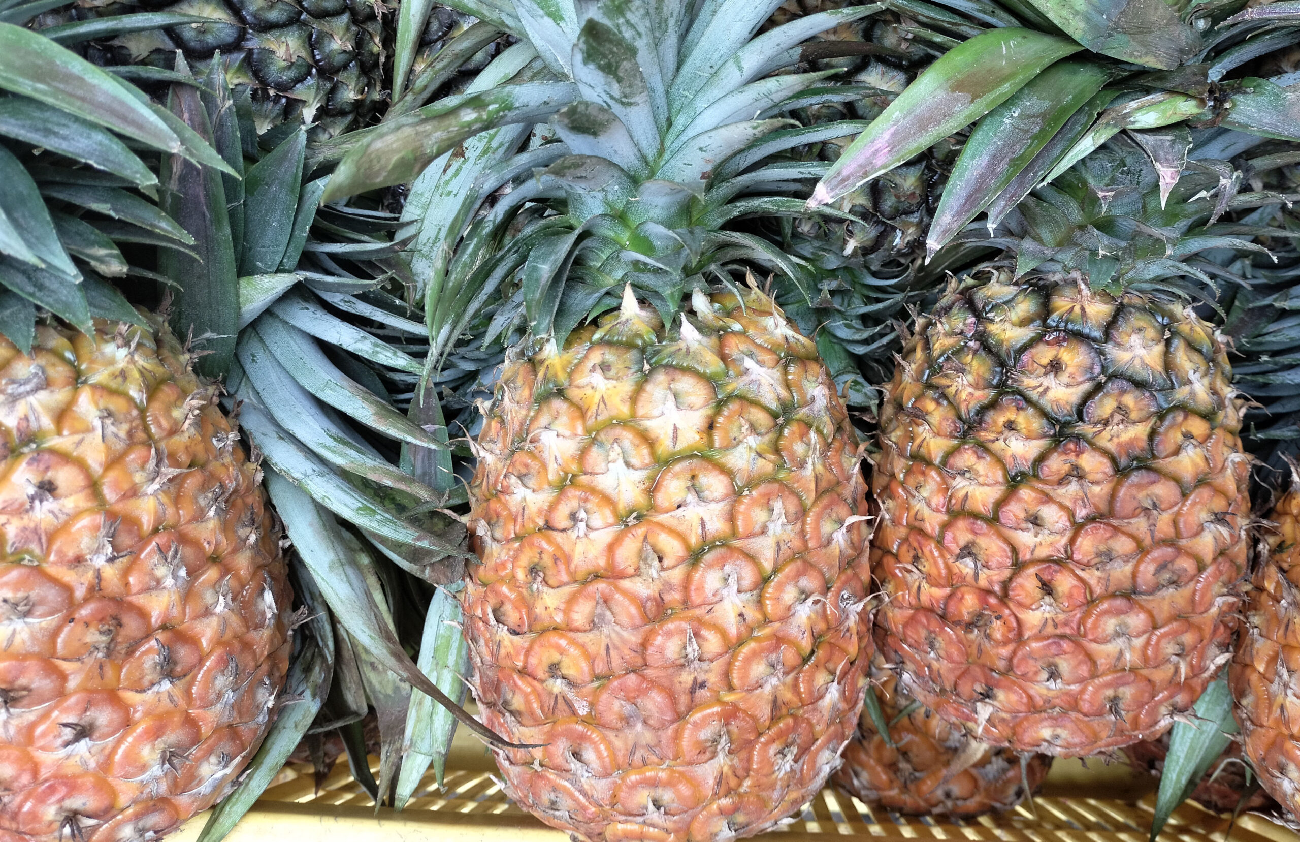 Pineapples per item