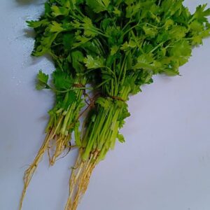 Coriander per bunch