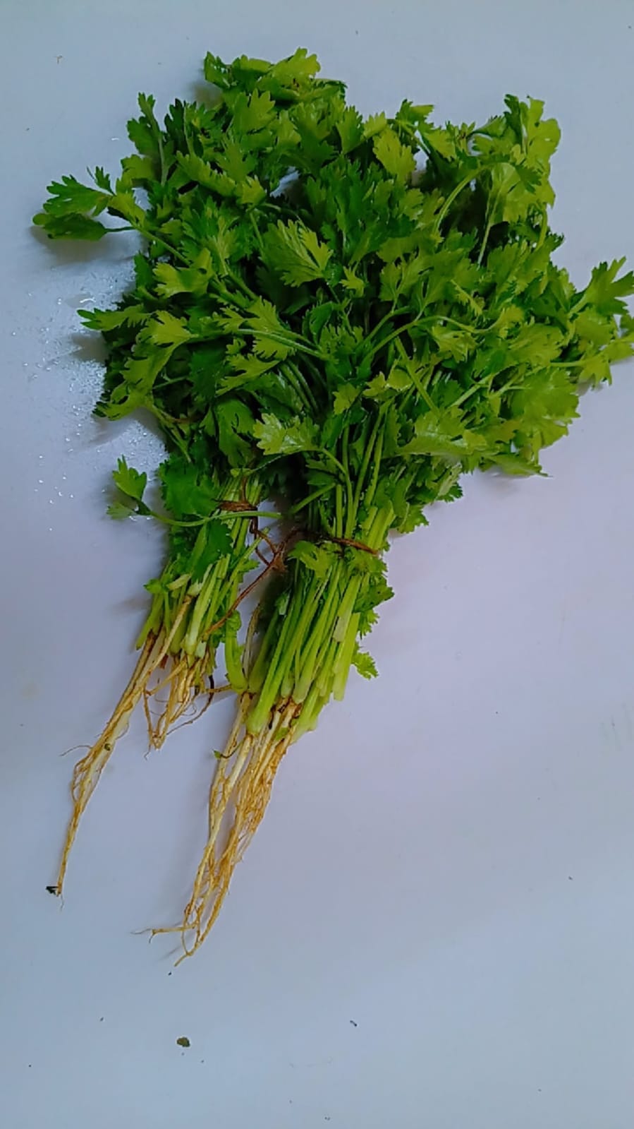 Coriander per bunch