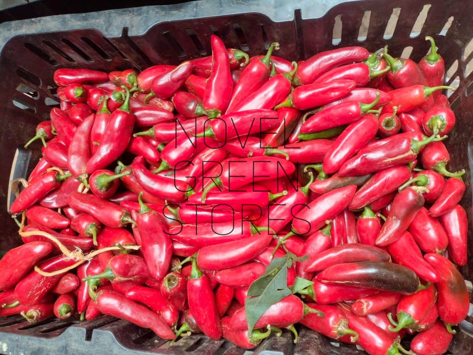Red bullet chillies per kg